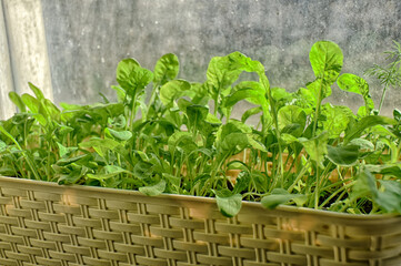 green sprouted many small arugula