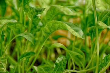 green sprouted many small arugula