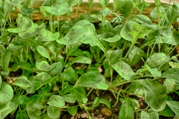 green sprouted many small arugula