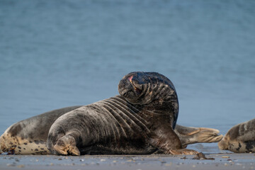 Common Seal Phoca vitulina lying on the beach, sea in background, Helgoland, Germany