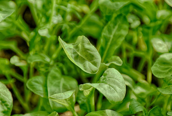 green sprouted many small arugula
