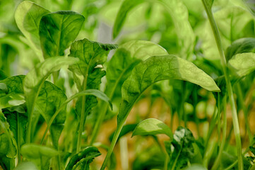 green sprouted many small arugula