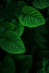 Close-up green vine leaves after the rain.