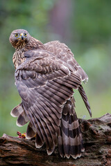 Northern goshawk protecting his food in the forest of Noord Brabant in the Netherlands
