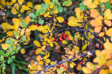 red berries on a background of yellow and green autumn