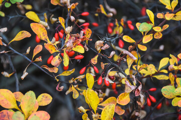 red berries on a background of yellow and green autumn