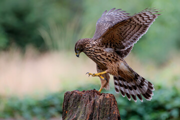 Northern goshawk in the forest of Noord Brabant in the Netherlands