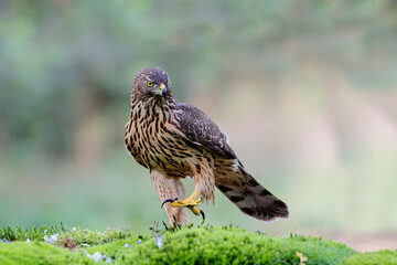 Northern goshawk in the forest of Noord Brabant in the Netherlands