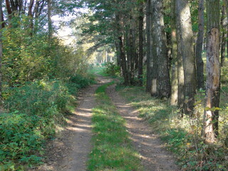 Obraz premium Dry dirt road track in pine forest at Sunny autumn day, European natural landscape