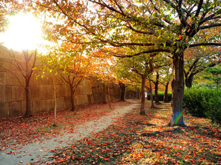 Autumn park scenery with a warm sunlight in a fall season.
