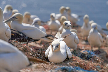 In fresh colors a huge Northern Gannet colony with many birds on the edge of steep cliffs above the ocean. Ornithology travel and tourism destination