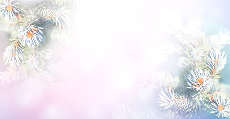 Fototapeta na wymiar Horizontal Christmas background with branch of blue spruce