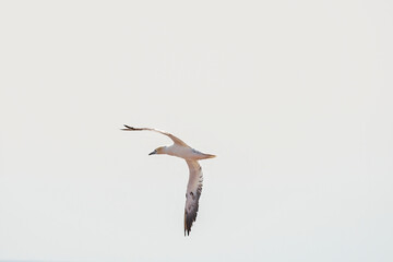 A single white and yellow gannet flies through the sky, the sun shining through the feathers