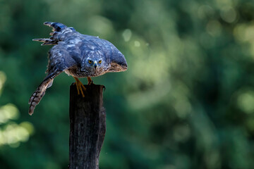 Northern goshawk flying away in the forest of Noord Brabant in the Netherlands