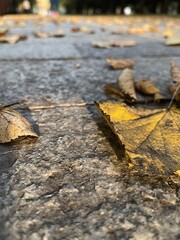 autumn leaves on asphalt