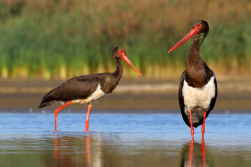 Black stork. Feeding bird on a lake. Ciconia nigra