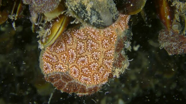 Colonial ascidia Golden Star Tunicate (Botryllus schlosseri) on mussel shell.
