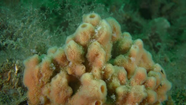 Orange Horny sponge (Haliclona sp.) on the seabed, close-up..