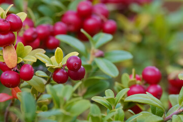 lingonberries