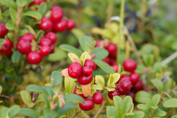 lingonberries
