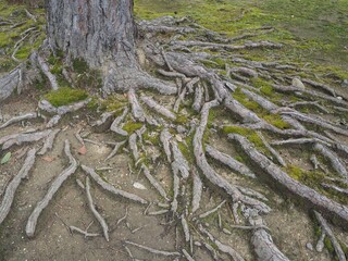 力強く土の表面を這う大木の根