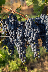 Close up of red merlot grapes in vineyard. Medoc, Gironde, Aquitaine. France