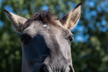 Koń polski Konik biłgorajski nos, oczy i czoło konia © PeterG
