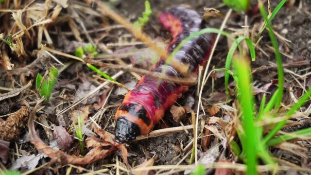 Large burgundy caterpillar, close-up, wildlife