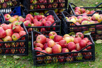 Apples in orchard. Organic and healthy food from the garden. Harvesting season.