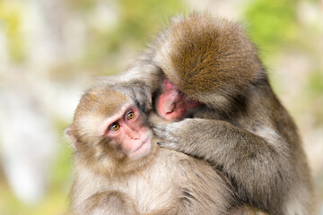 Fototapeta premium 毛繕いをするニホンザル