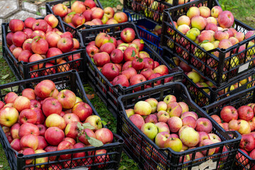 Freshly harvested apples in black boxes. Agriculture and gardening concept. Orchard in countryside.