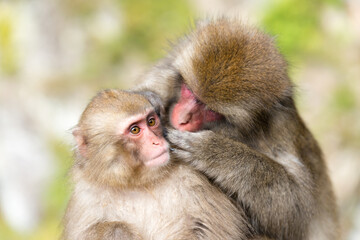 毛繕いをするニホンザル