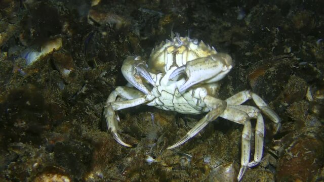 Rare moment of behavior: European green crab or Shore crab (Carcinus maenas) scratches its back on shells on the seabed.