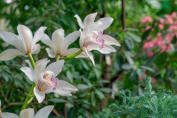 Ordinary, beautiful flowers with natural colors. Theme of biology and holidays.