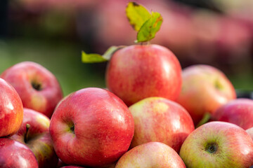 Apples in garden. Autumn harvest season in fruit orchards. Selective focus on heap of apples. Close up