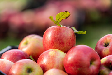 Fresh juicy red apple with green leaves. Selective focus on pile of apples. Blurred background.