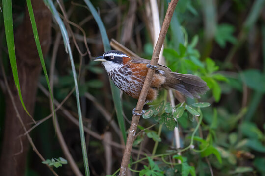 Taiwan scimitar babbler bird