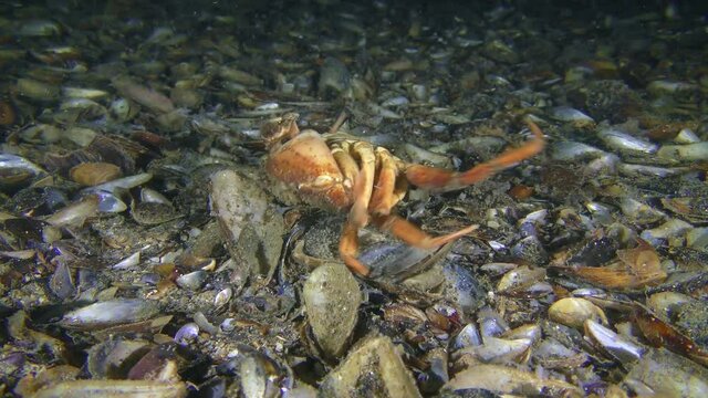 Rare moment of behavior: Green crab or Shore crab (Carcinus maenas) rolls over and scratches his back on the seabed.