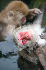 Fototapeta premium 毛繕いをするニホンザル