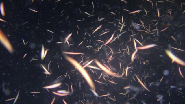 Reproduction Clam Worms (Nereis sp.): Many worms swirl in a ray of light against a dark background of the water column.