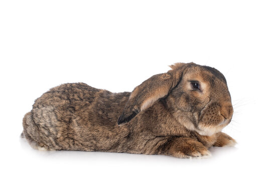Flemish Giant rabbit