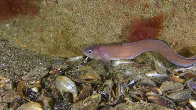Breeding Clam Worms (Nereis sp.): Roche's snake blenny (Ophidion rochei)  eats worms that sink to the bottom.