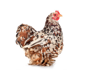 Pekin Bantam in studio