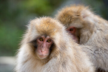 毛繕いをするニホンザル