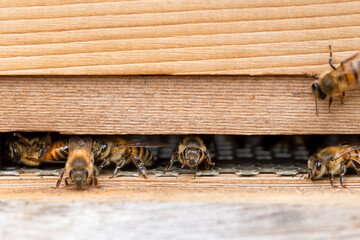 Close up of bees, apis mellifera, on a wooden beehive in a UK garden