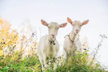 two snow-white goats graze next to each other on a green meadow.