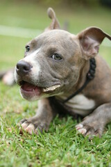 Pitbull puppy chewing a bone.