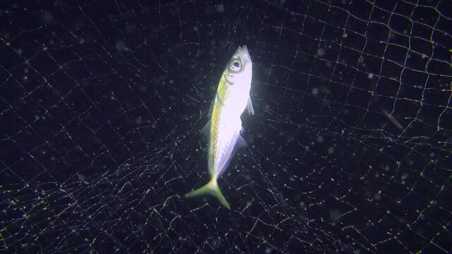 Fish Horse mackerel beats in a fishing net against a dark background of the water column.