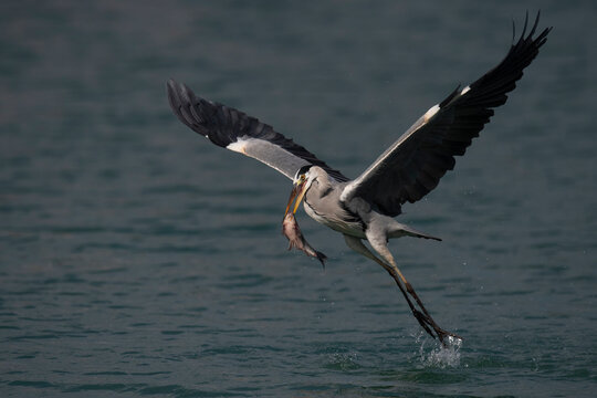 Grey heron bird catch fish