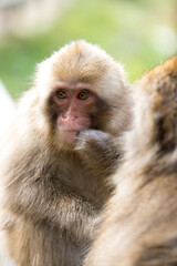 ニホンザルの自由で楽しい暮らしのポートレート 猿のかわいい姿